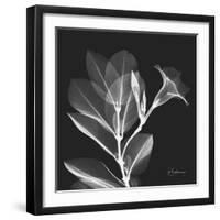 Mandelilla Shadow 1-Albert Koetsier-Framed Art Print