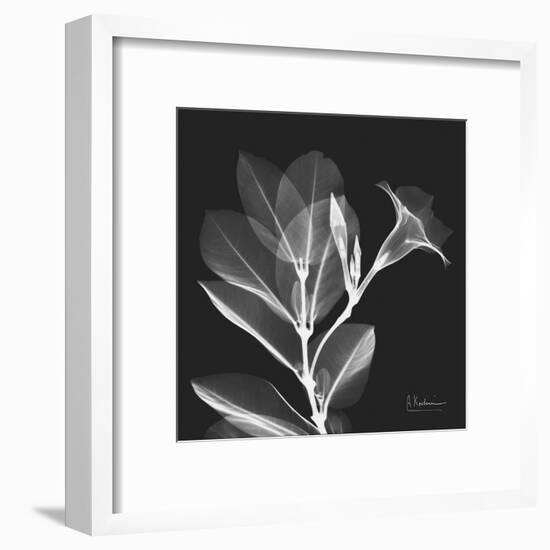 Mandelilla Shadow 1-Albert Koetsier-Framed Art Print