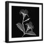 Mandelilla Shadow 2-Albert Koetsier-Framed Premium Giclee Print