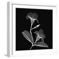Mandelilla Shadow 2-Albert Koetsier-Framed Premium Giclee Print