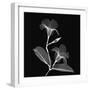Mandelilla Shadow 2-Albert Koetsier-Framed Premium Giclee Print