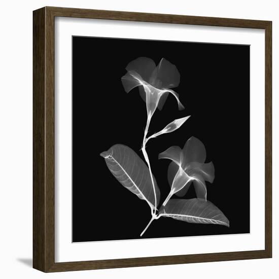 Mandelilla Shadow 2-Albert Koetsier-Framed Art Print