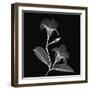 Mandelilla Shadow 2-Albert Koetsier-Framed Art Print