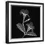 Mandelilla Shadow 2-Albert Koetsier-Framed Art Print