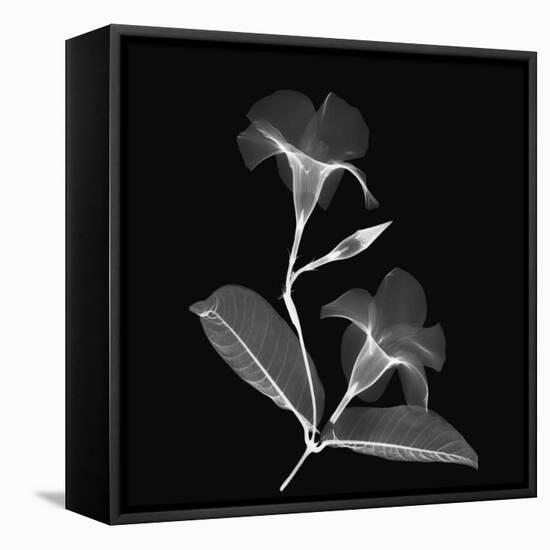 Mandelilla Shadow 2-Albert Koetsier-Framed Stretched Canvas