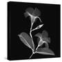 Mandelilla Shadow 2-Albert Koetsier-Stretched Canvas