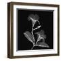 Mandelilla Shadow 2-Albert Koetsier-Framed Art Print