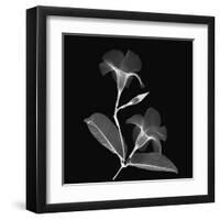 Mandelilla Shadow 2-Albert Koetsier-Framed Art Print