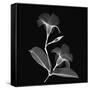 Mandelilla Shadow 2-Albert Koetsier-Framed Stretched Canvas