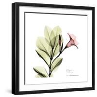 Mandelilla Square-Albert Koetsier-Framed Premium Giclee Print