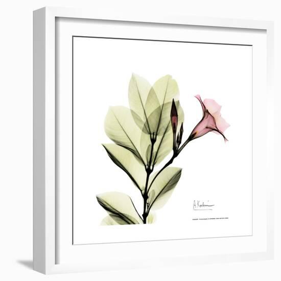 Mandelilla Square-Albert Koetsier-Framed Premium Giclee Print
