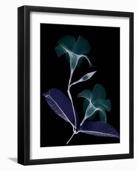 Mandelilla Whispers-Albert Koetsier-Framed Art Print