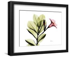 Mandellia L265-Albert Koetsier-Framed Photographic Print