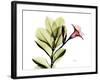 Mandellia L265-Albert Koetsier-Framed Photographic Print