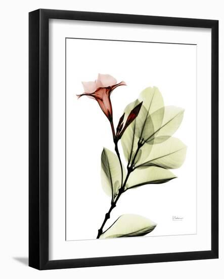 Mandellia Upright L265-Albert Koetsier-Framed Photographic Print
