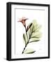 Mandellia Upright L265-Albert Koetsier-Framed Photographic Print