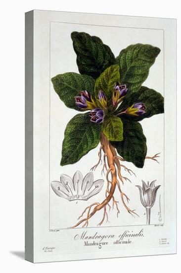 Mandragora Officinarum, 1836-Pancrace Bessa-Stretched Canvas