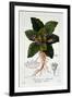 Mandragora Officinarum, 1836-Pancrace Bessa-Framed Giclee Print