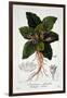 Mandragora Officinarum, 1836-Pancrace Bessa-Framed Giclee Print