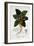 Mandragora Officinarum, 1836-Pancrace Bessa-Framed Giclee Print