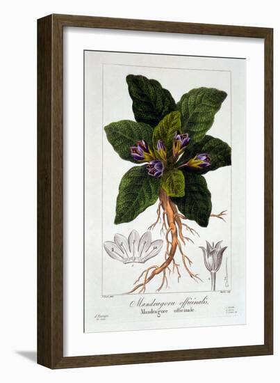 Mandragora Officinarum, 1836-Pancrace Bessa-Framed Giclee Print