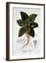 Mandragora Officinarum, 1836-Pancrace Bessa-Framed Giclee Print