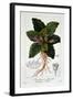 Mandragora Officinarum, 1836-Pancrace Bessa-Framed Giclee Print