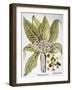 Mandrake And Buttercup-Besler Basilius-Framed Giclee Print