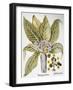 Mandrake And Buttercup-Besler Basilius-Framed Giclee Print