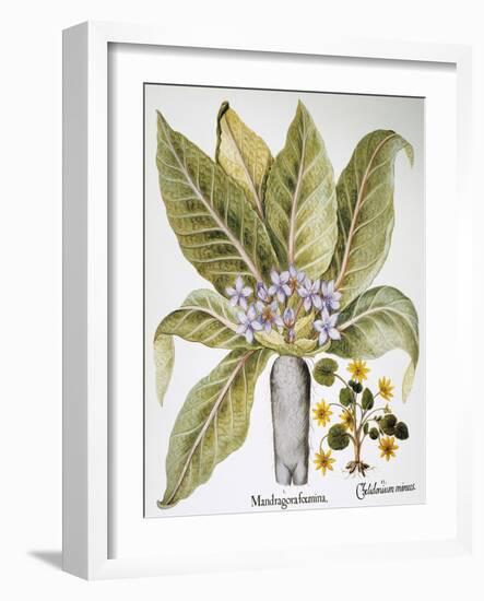Mandrake And Buttercup-Besler Basilius-Framed Giclee Print