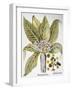 Mandrake And Buttercup-Besler Basilius-Framed Giclee Print