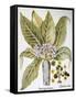 Mandrake And Buttercup-Besler Basilius-Framed Stretched Canvas