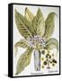 Mandrake And Buttercup-Besler Basilius-Framed Stretched Canvas