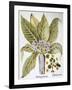 Mandrake And Buttercup-Besler Basilius-Framed Giclee Print