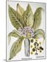 Mandrake And Buttercup-Besler Basilius-Mounted Giclee Print