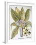 Mandrake And Buttercup-Besler Basilius-Framed Giclee Print