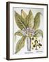 Mandrake And Buttercup-Besler Basilius-Framed Giclee Print