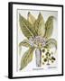 Mandrake And Buttercup-Besler Basilius-Framed Giclee Print