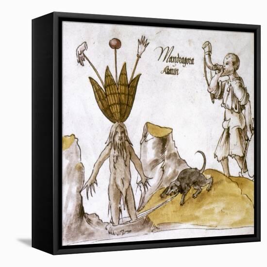 Mandrake And Herbalist-null-Framed Stretched Canvas