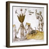 Mandrake And Herbalist-null-Framed Giclee Print