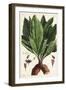 Mandrake, Female, Mandragora Officinarum, Atropa Mandragora, Mandragore Femelle-The Younger Dupin-Framed Giclee Print