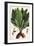 Mandrake, Female, Mandragora Officinarum, Atropa Mandragora, Mandragore Femelle-The Younger Dupin-Framed Giclee Print