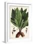 Mandrake, Female, Mandragora Officinarum, Atropa Mandragora, Mandragore Femelle-The Younger Dupin-Framed Giclee Print