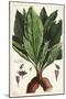 Mandrake, Female, Mandragora Officinarum, Atropa Mandragora, Mandragore Femelle-The Younger Dupin-Mounted Giclee Print