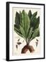 Mandrake, Female, Mandragora Officinarum, Atropa Mandragora, Mandragore Femelle-The Younger Dupin-Framed Giclee Print