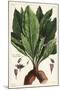 Mandrake, Female, Mandragora Officinarum, Atropa Mandragora, Mandragore Femelle-The Younger Dupin-Mounted Giclee Print