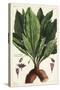 Mandrake, Female, Mandragora Officinarum, Atropa Mandragora, Mandragore Femelle-The Younger Dupin-Stretched Canvas