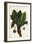 Mandrake, Mandragora Officinarum-The Younger Dupin-Framed Giclee Print