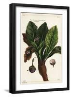 Mandrake, Mandragora Officinarum-The Younger Dupin-Framed Giclee Print