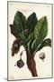 Mandrake, Mandragora Officinarum-The Younger Dupin-Mounted Giclee Print